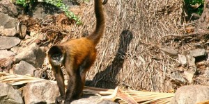 monkey