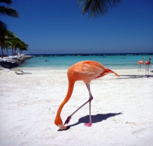 What to Do in Aruba