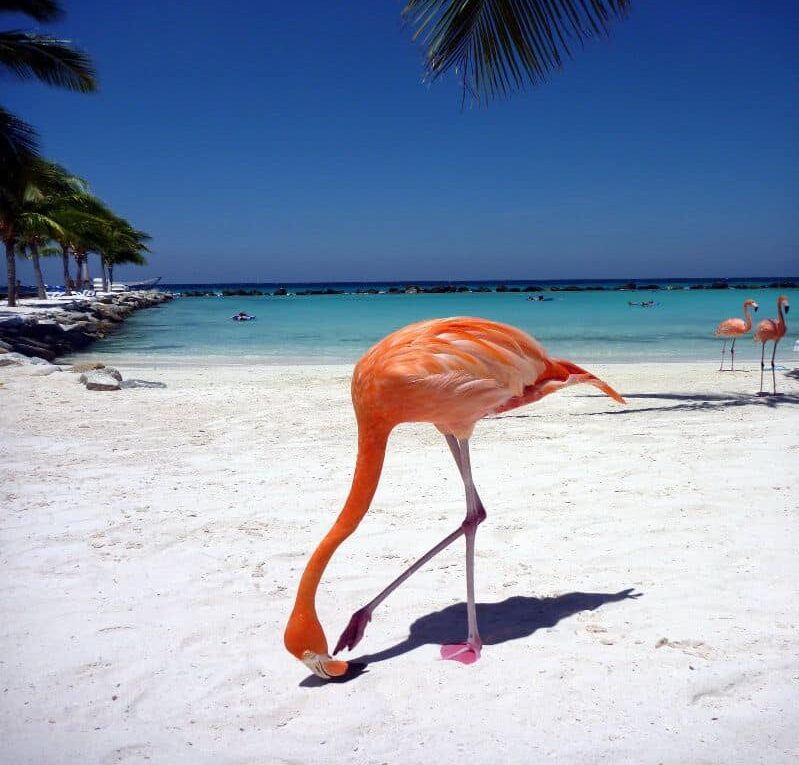 What to Do in Aruba