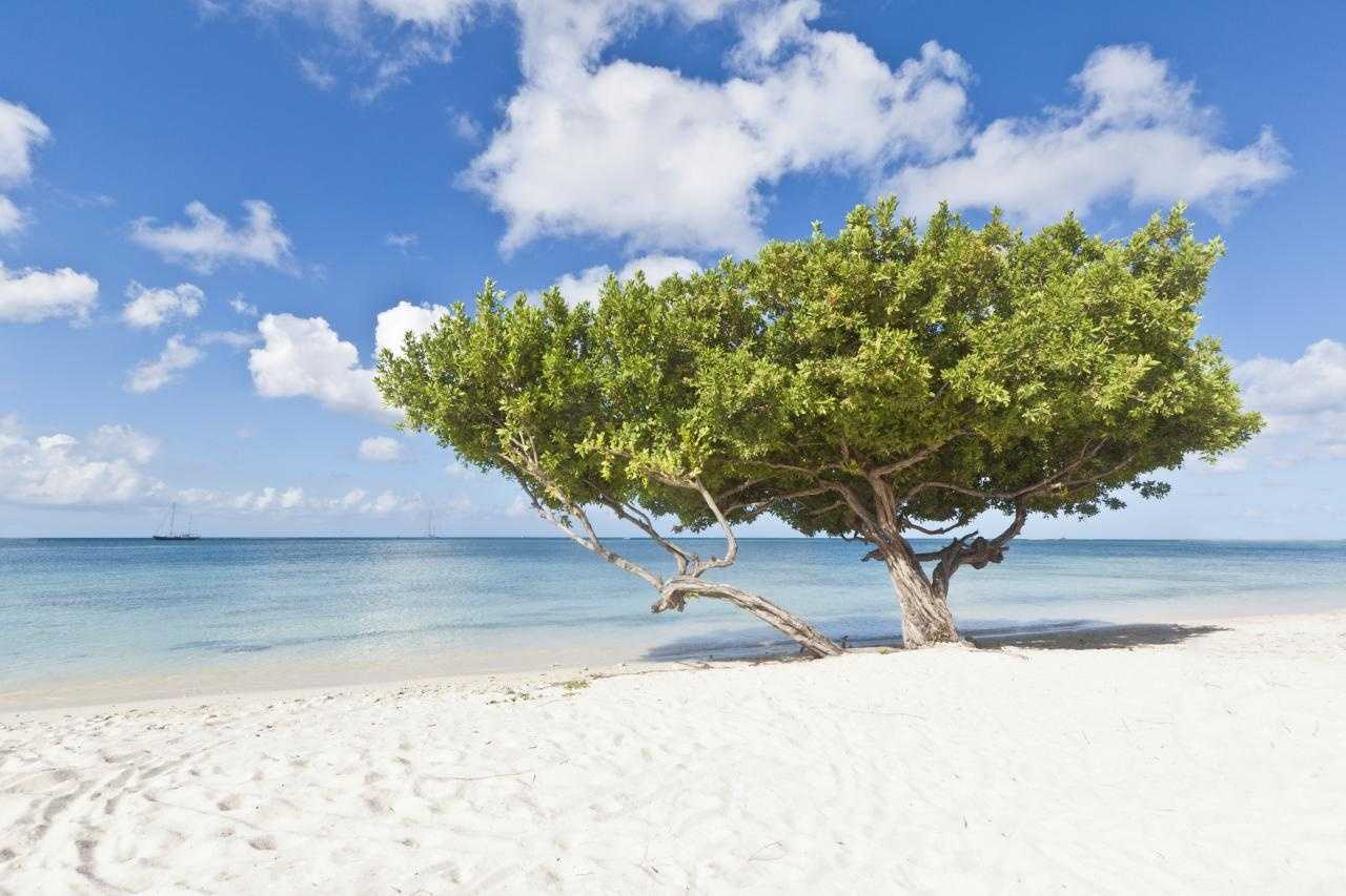 What to Do in Aruba