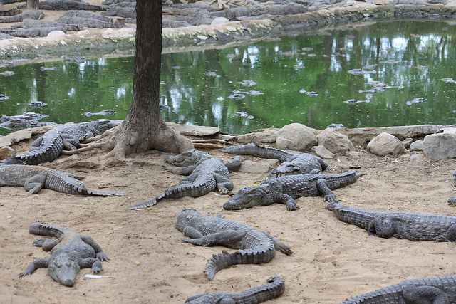 Crocodile Park