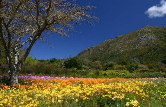 Kirstenbosch Botanical Garden