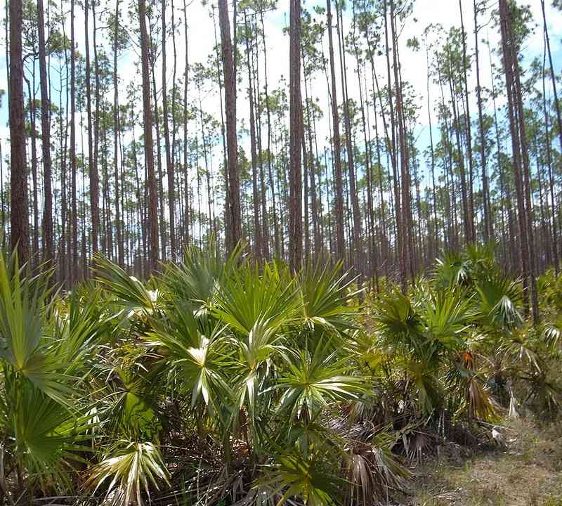 Freeport Bahamas beaches and nature spots