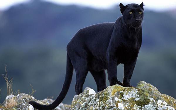 black-panther-anshi-dandeli-national-park